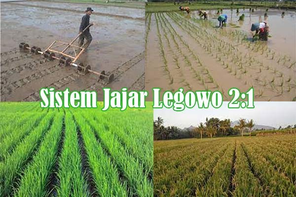 Sistem Tanam Padi Jajar Legowo 2:1 - Kanal Informasi